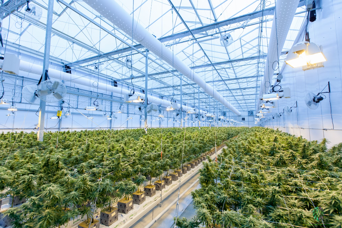 A High Tech Grown Room