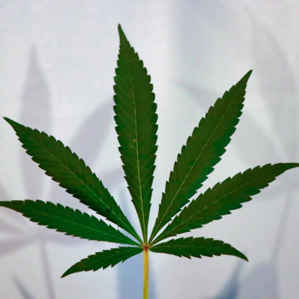 marijuana leaf