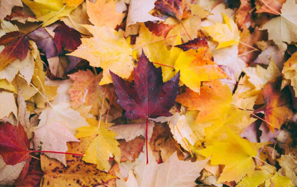fall-leaves